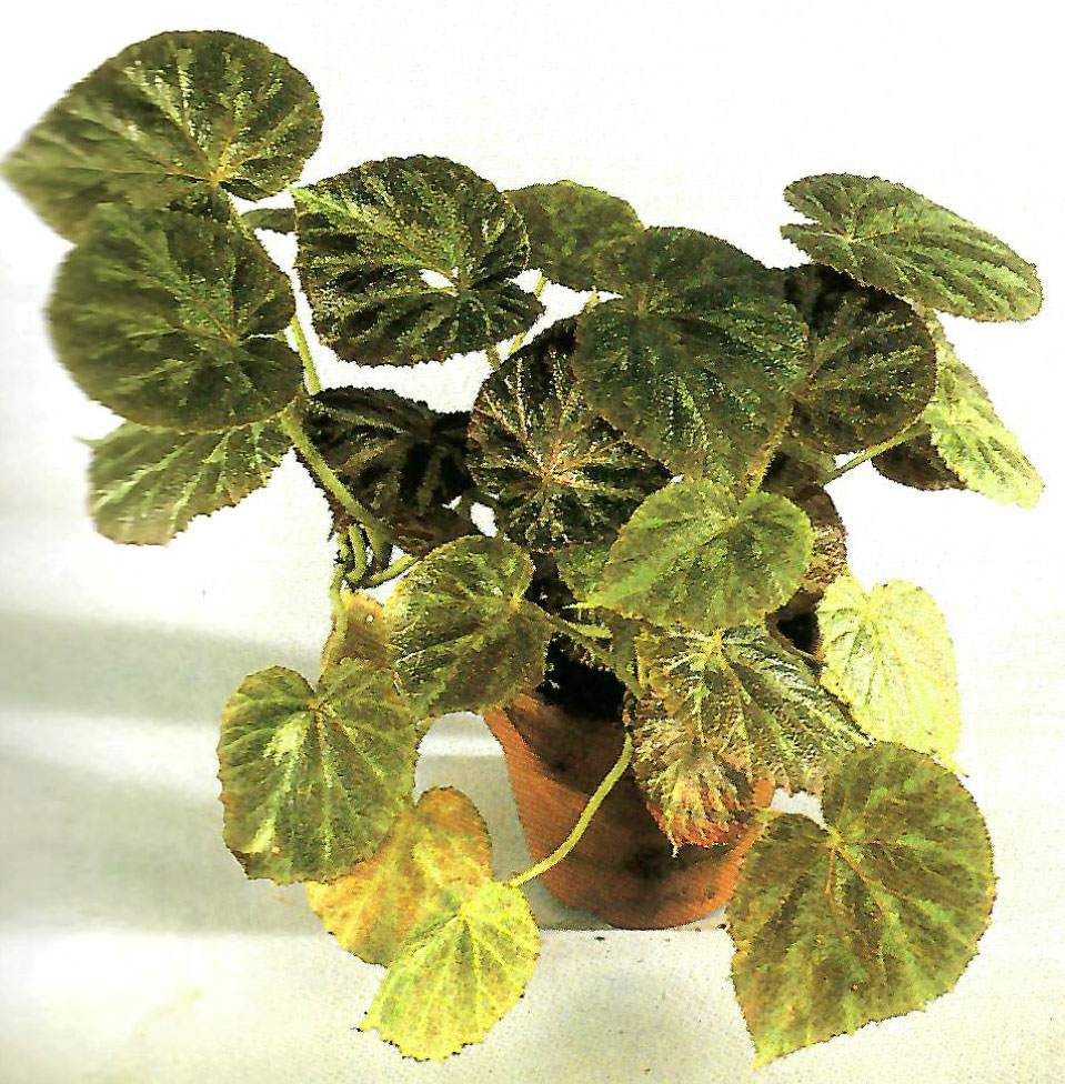 B. ‘Merry Merry’